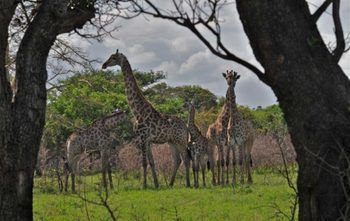 Pilanesberg Tented Safari Camp Mogwase Exterior photo